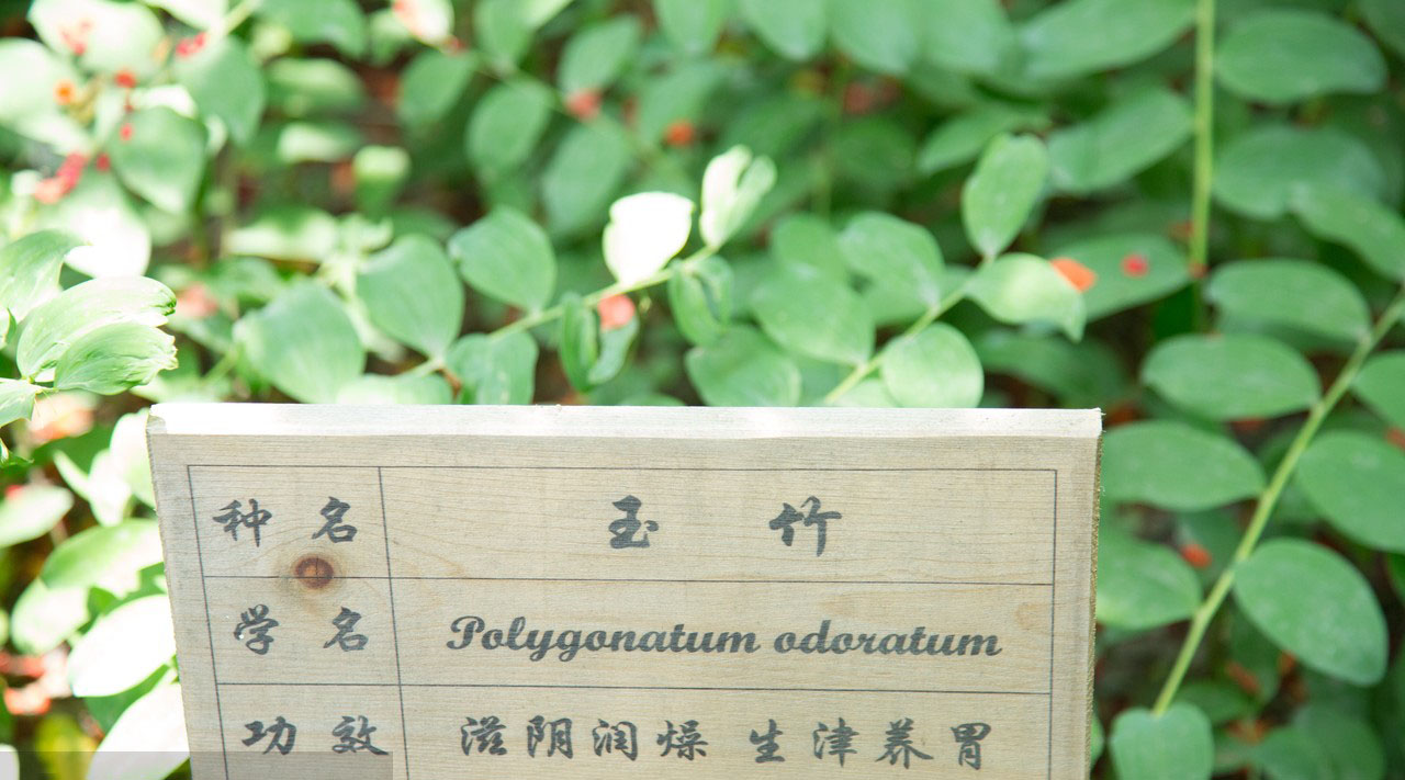 【炎陵】种植、加工、销售一体化 我县中药材产业蓬勃发展